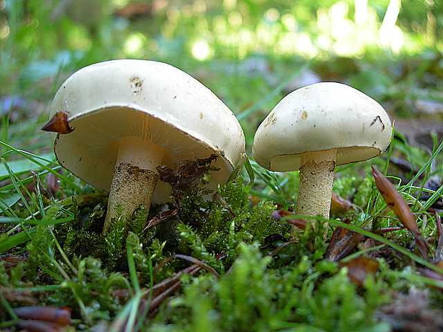 Funghi cittadini